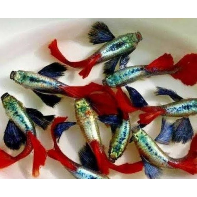 ikan guppy prtde ikan Guppy hias aquascape aquarium air tawar