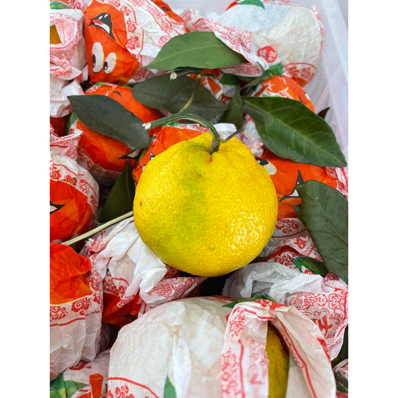 

Jeruk Dekopon Jeruk Papagan Kuning 1kg