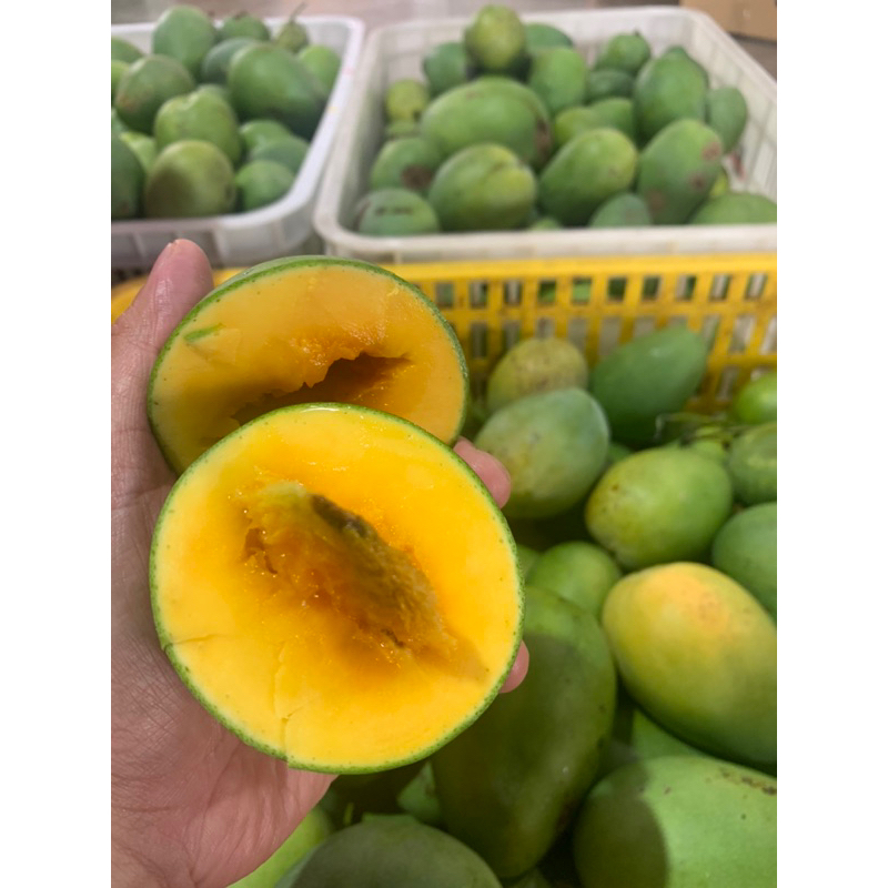 

Lili Manggo/Harum Manis/Mangga Premium Lili/Mangga Premium/Mangga Lili Surabaya
