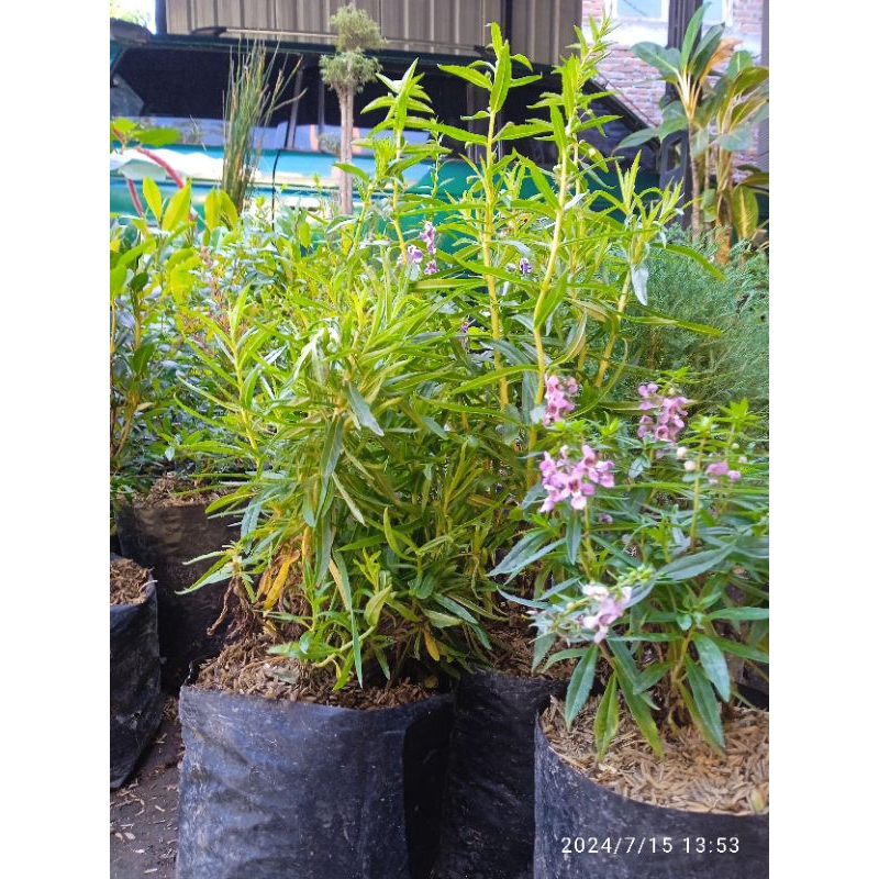 Siap Kirim Bibit Bunga Lavender/Tanaman Hias Lavender (Beli 3 Gratis 1)Pengusir Nyamuk Rimbun