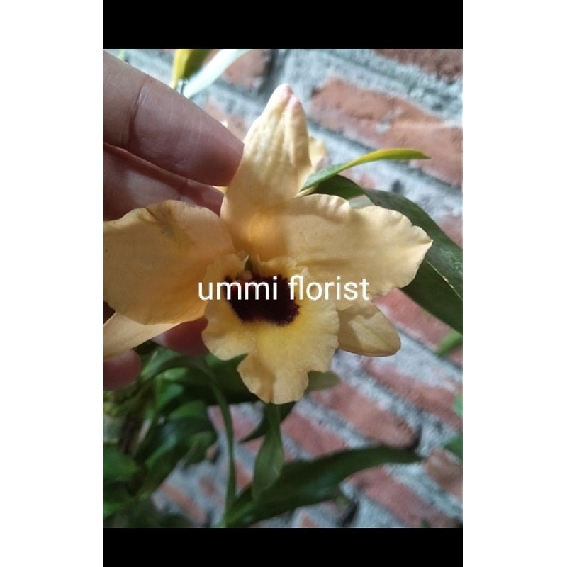 keiki anggrek nobile kuning
