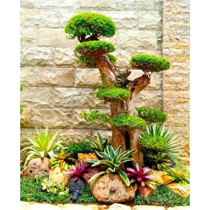 Taman Tropical bonsai anting putri micro