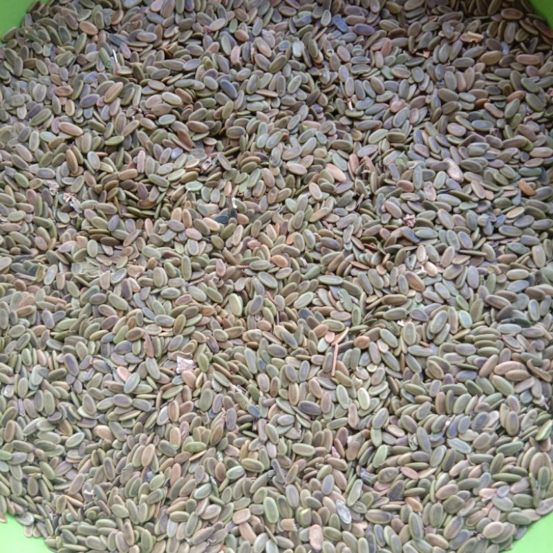 

biji sengon laut 100grm