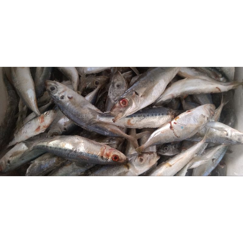

ikan sarden