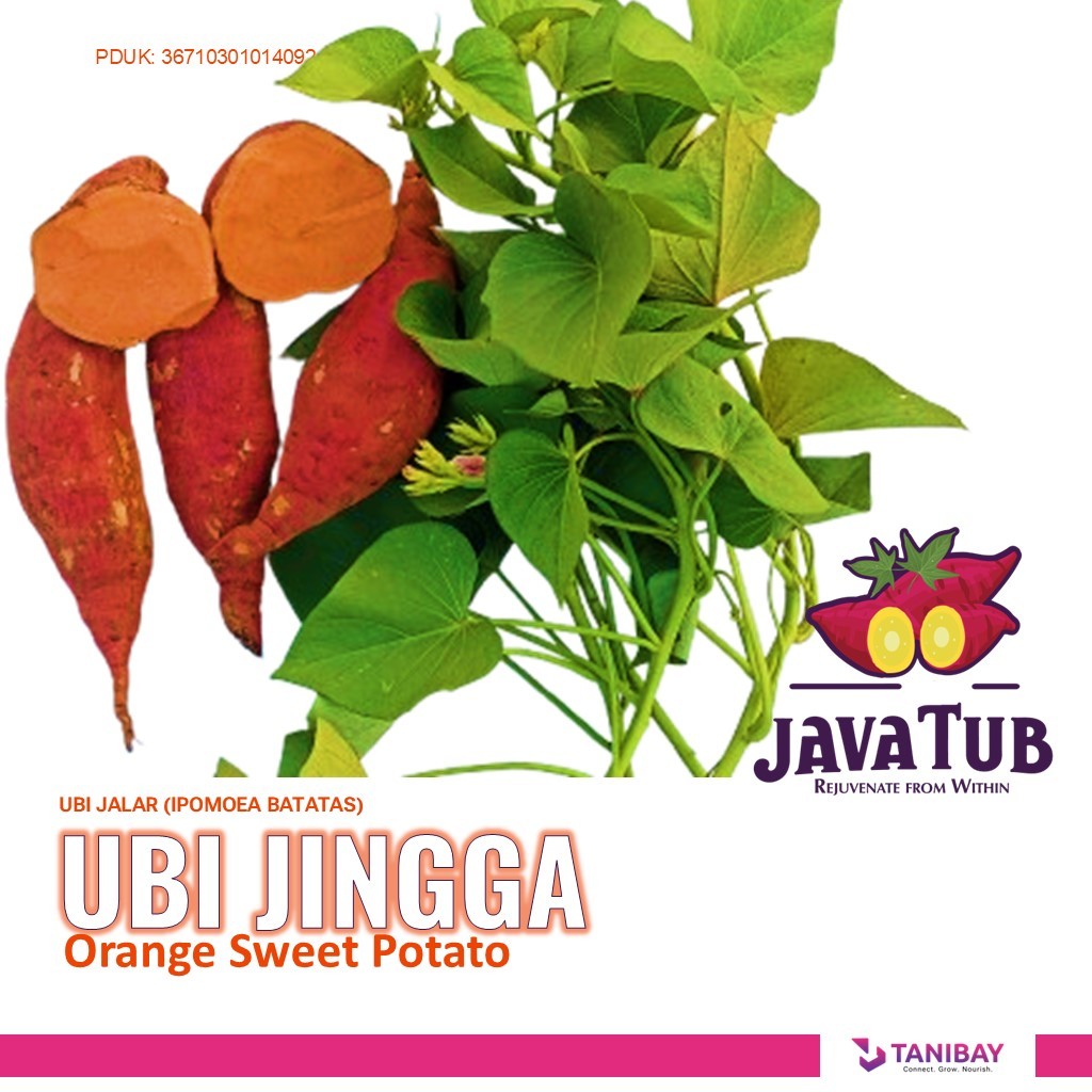 

UBI JINGGA UBI ORANGE UBI TAIWAN