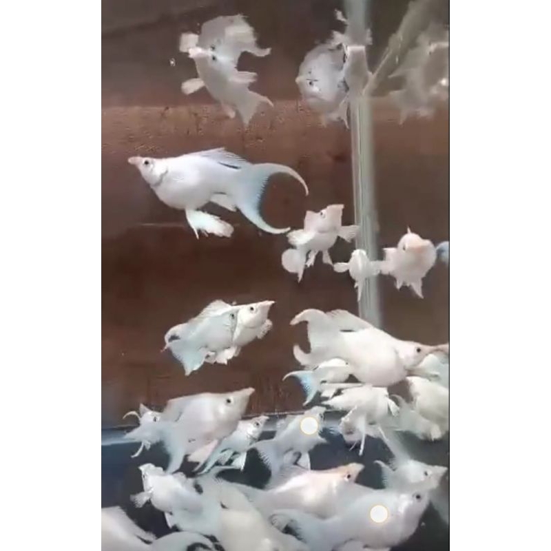 sepasang molly platinum balon cawang