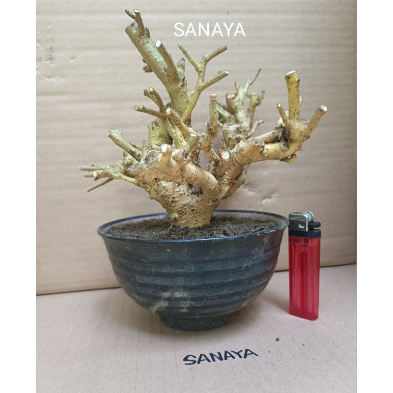 bahan bonsai serut dongkelan hutan