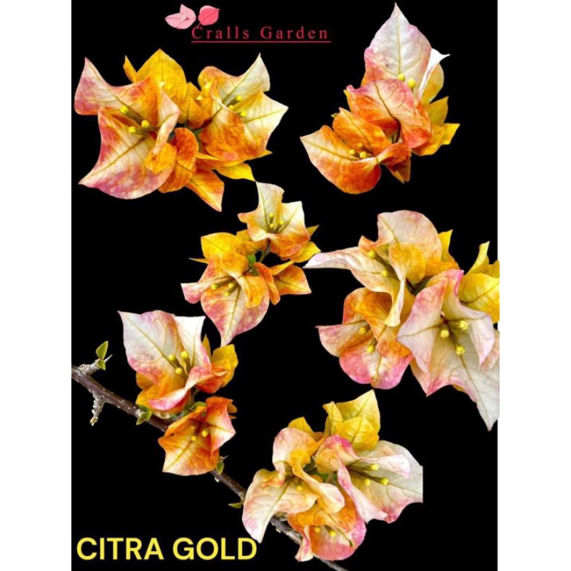 bougenville ori citra gold