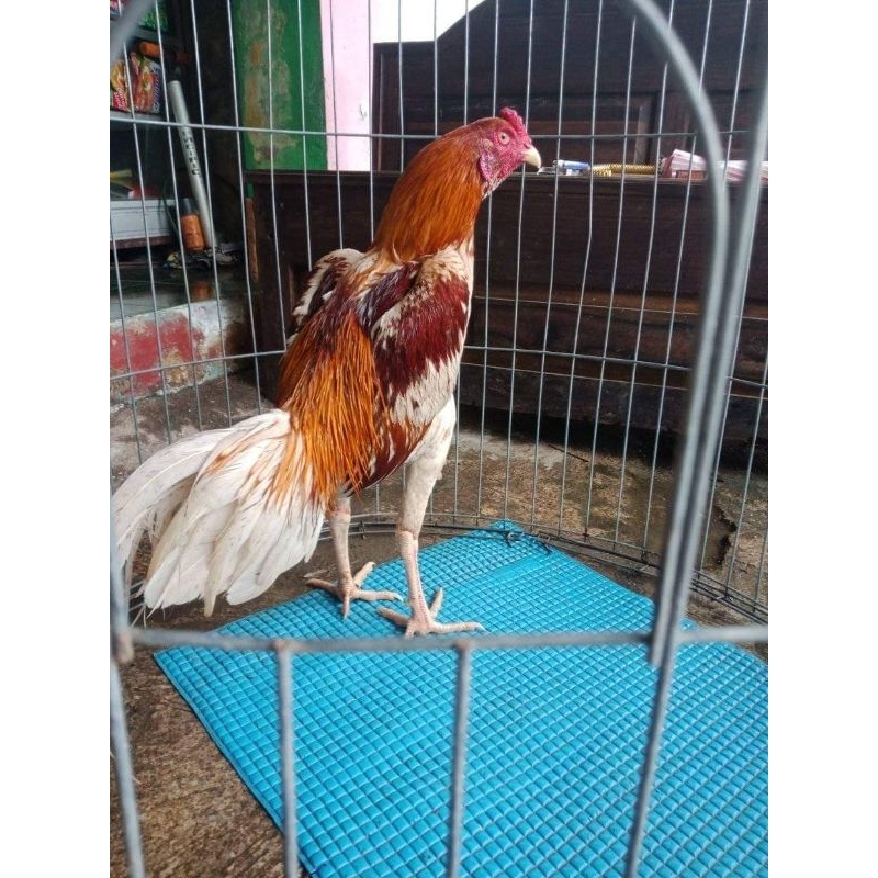

Telur Ayam Plucker Pacquiao