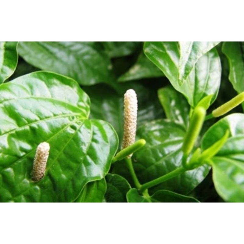 

Herbal alami daun karuk 100 gram