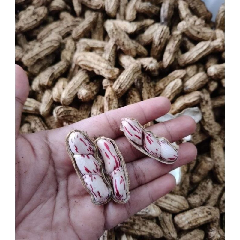 

KACANG TANAH MADU LURIK 1KG