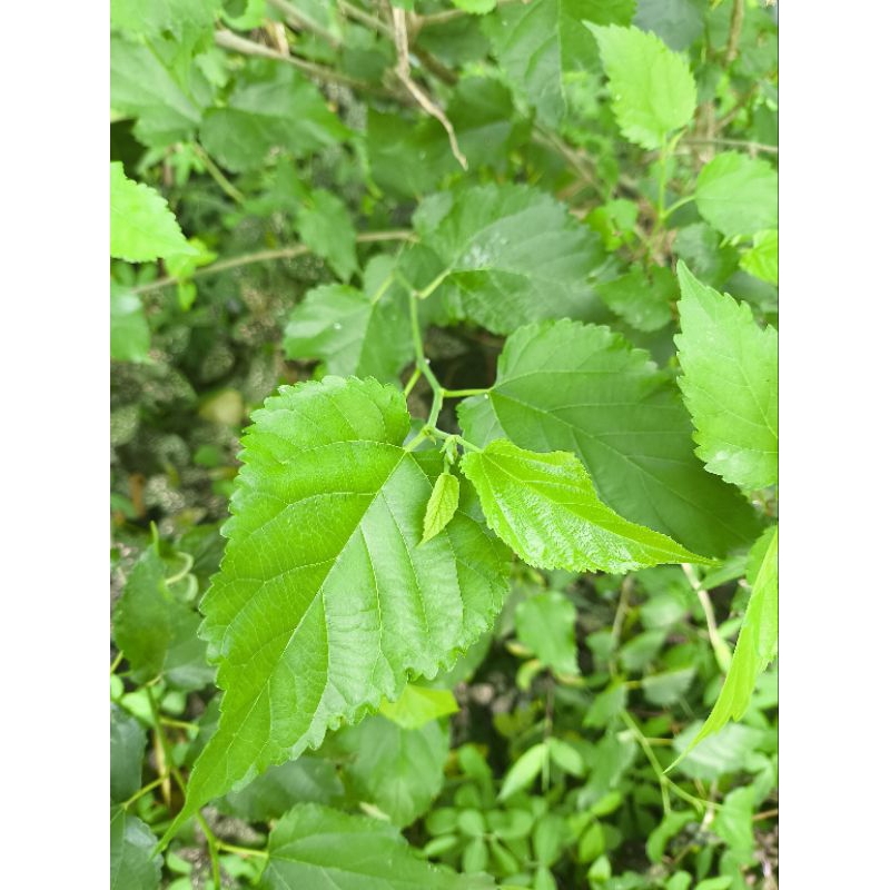 

Daun Murbei Daun Babasaran 30 Lembar