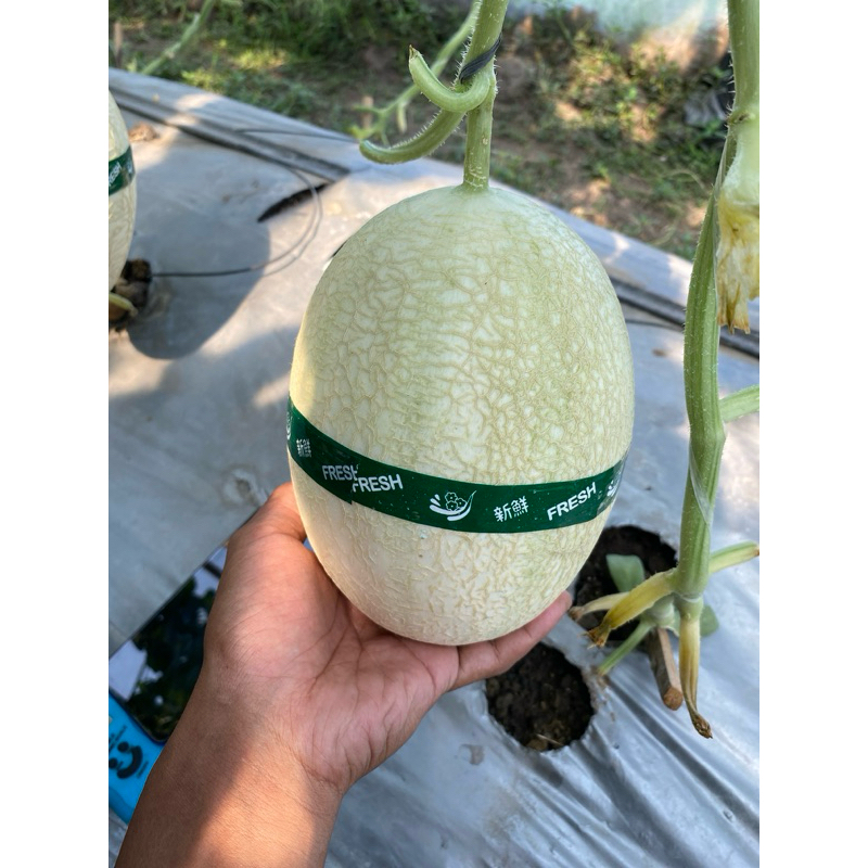 

BUAH MELON PREMIUM SWEETNET