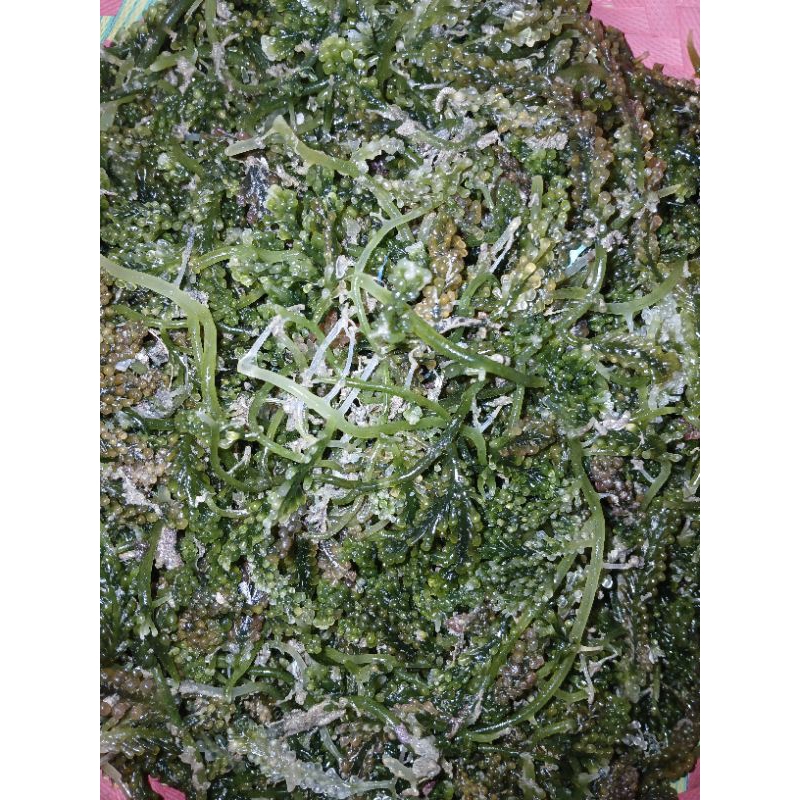 

RUMPUT LAUT /LATOH
