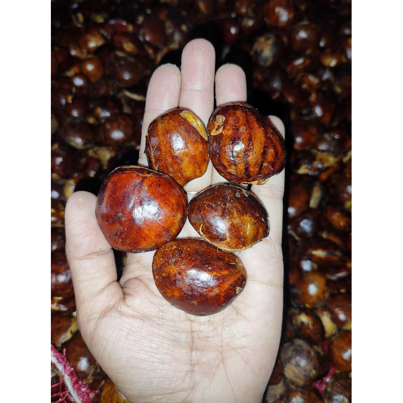 

Jengkol segar & tua