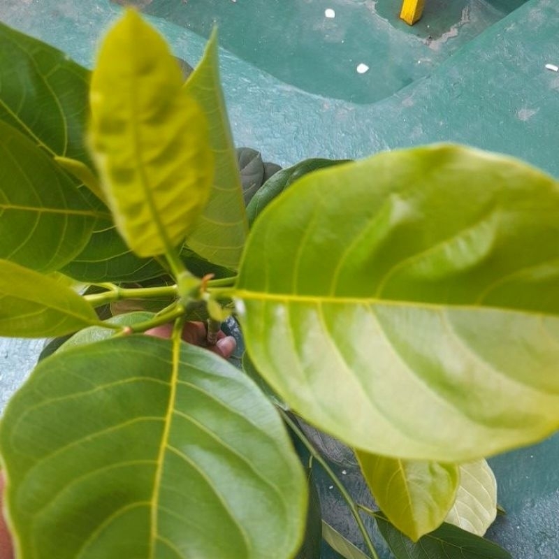 

Daun Nangka Segar Organic 1 kg