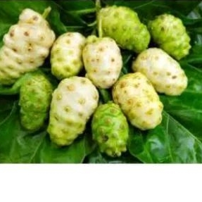 

BUAH MENGKUDU TERMURAH 1KG 3ribu