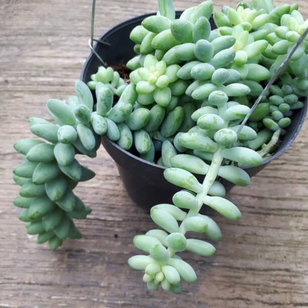 Tanaman gantung Air mata ibu