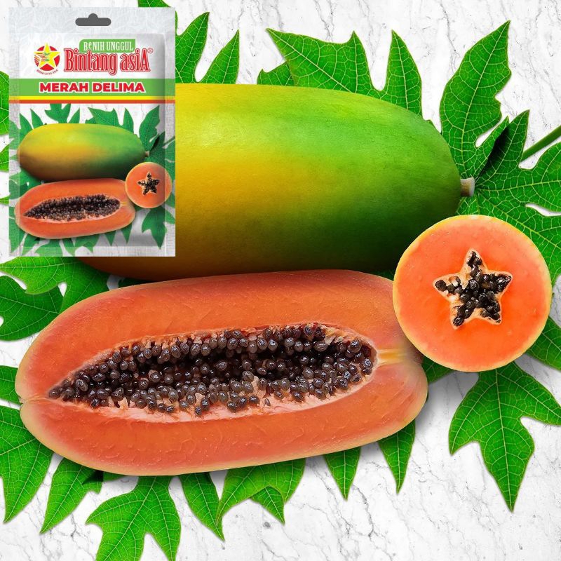 5 Biji Pepaya Merah Delima | Benih Pepaya Merah Delima | Bibit Pepaya