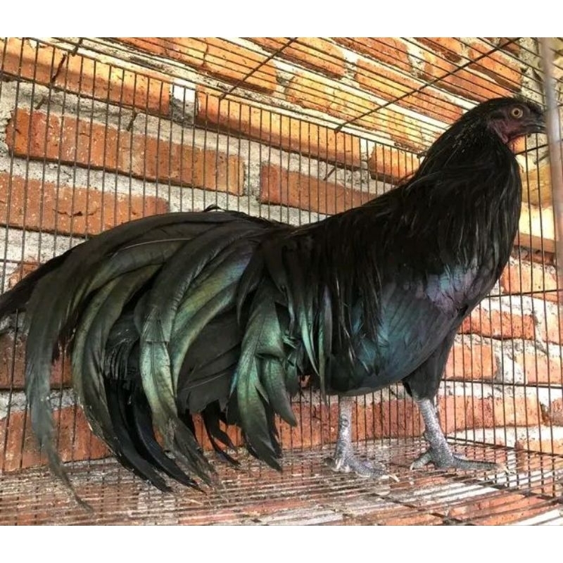 

telur ayam black sumatra fertil untuk di tetaskan