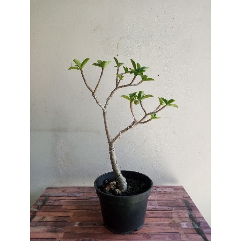 Tanaman adenium cutting RCN