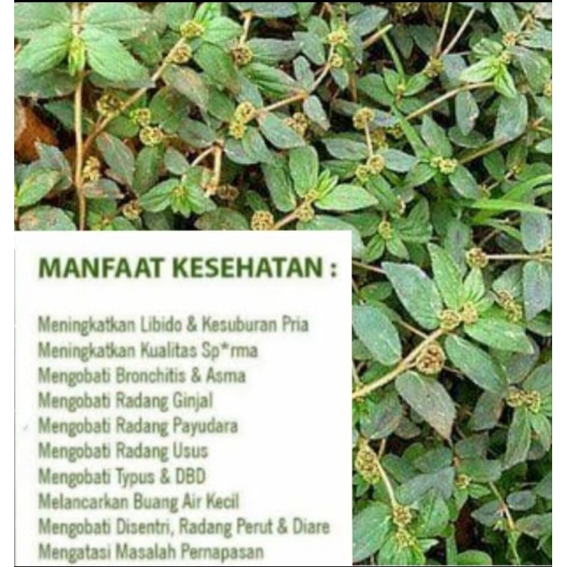 

DAUN PATIKAN KEBO 100 GRM