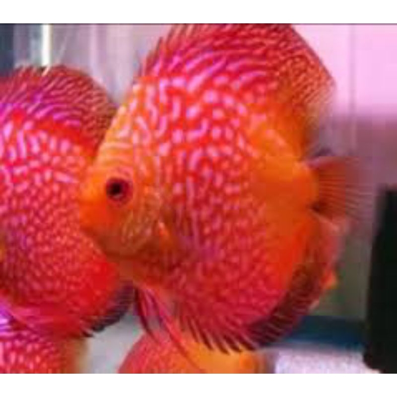 hiasan aquarium ikan discus red pigeon 2cm