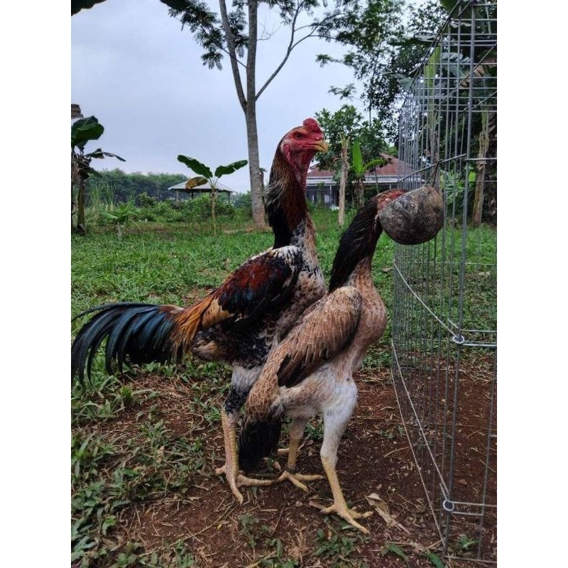

Telur Ayam Oshamo Shamo Eropa