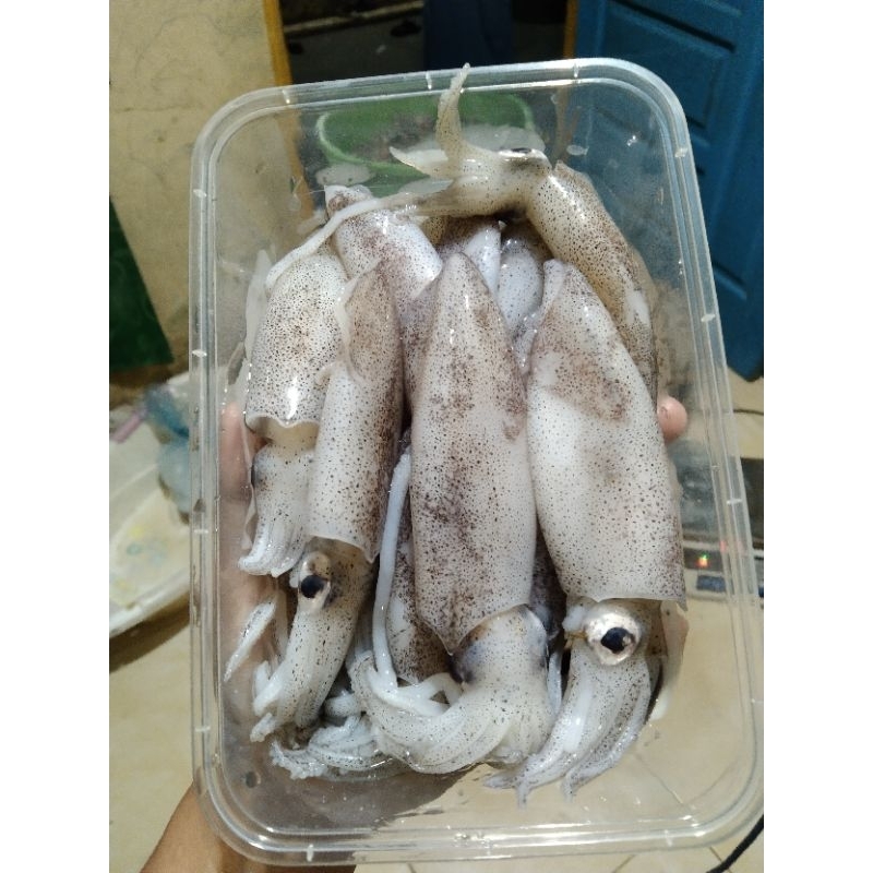 

cumi cantik harian