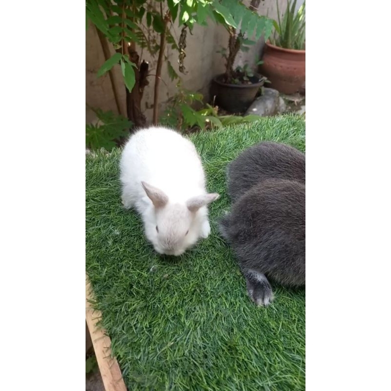 kelinci netherland dwarf