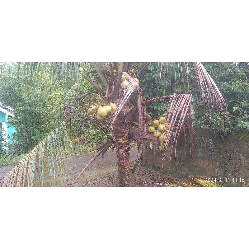 

Kepala Hijau Segar