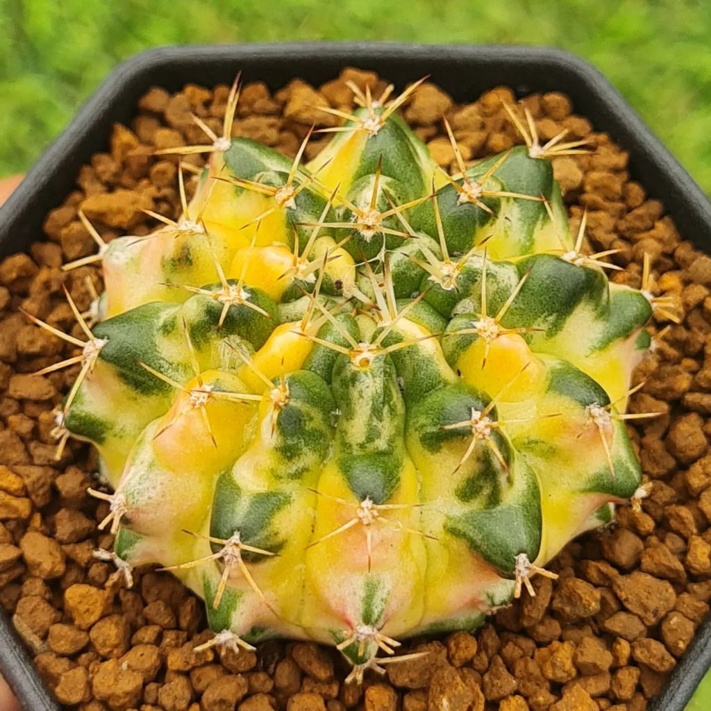 gymnocalycium mihanovichii 'Marble'