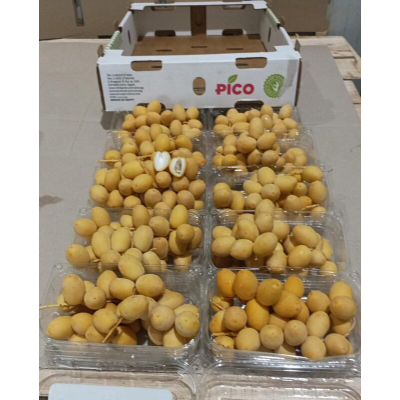 

Kurma Muda Bahri Dates Egypt 1 Dus (5 KG) Fresh Import