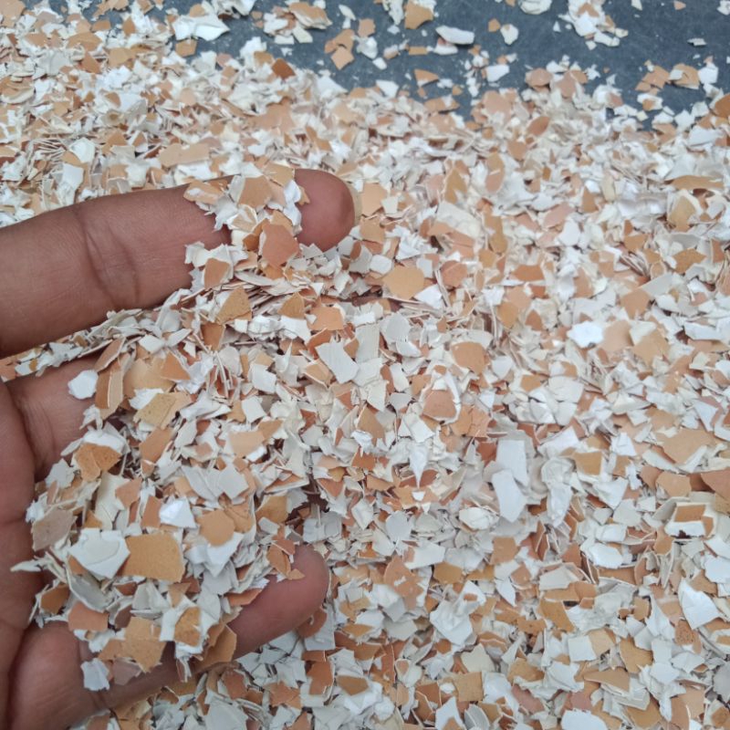 

Cangkang Telur Curah No.4 Murah