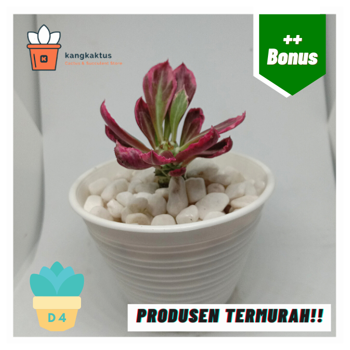 Kaktus sukulen mini kaktus murah kaktus sukulen murah berkualitas