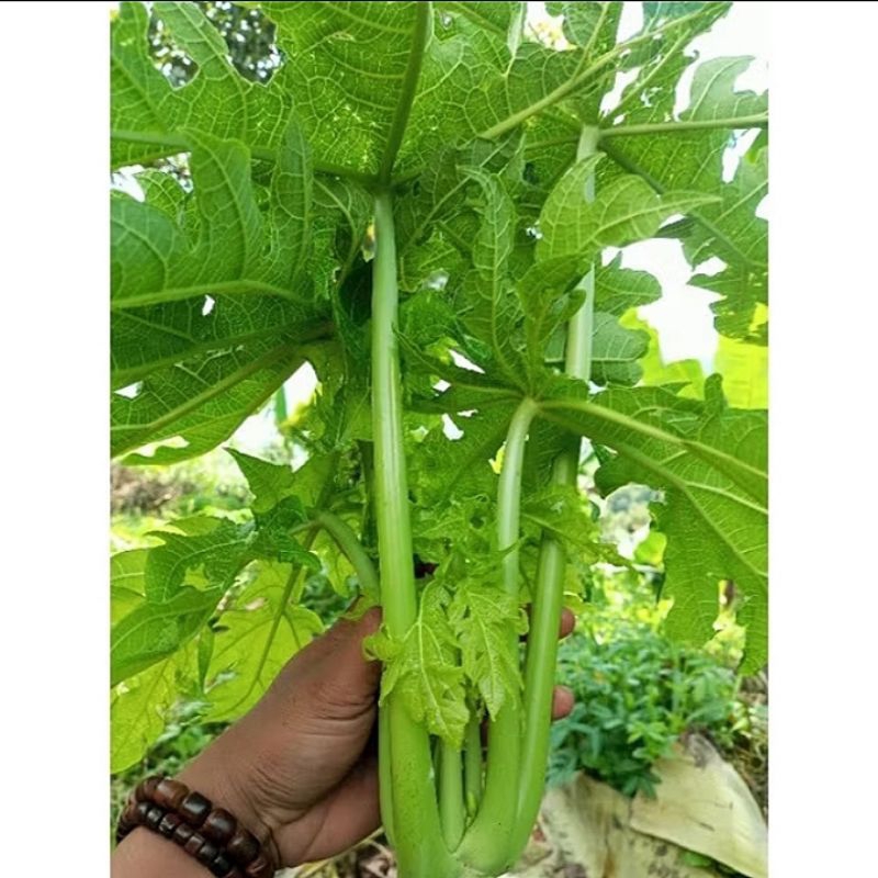 

Daun pepaya segar 1kg