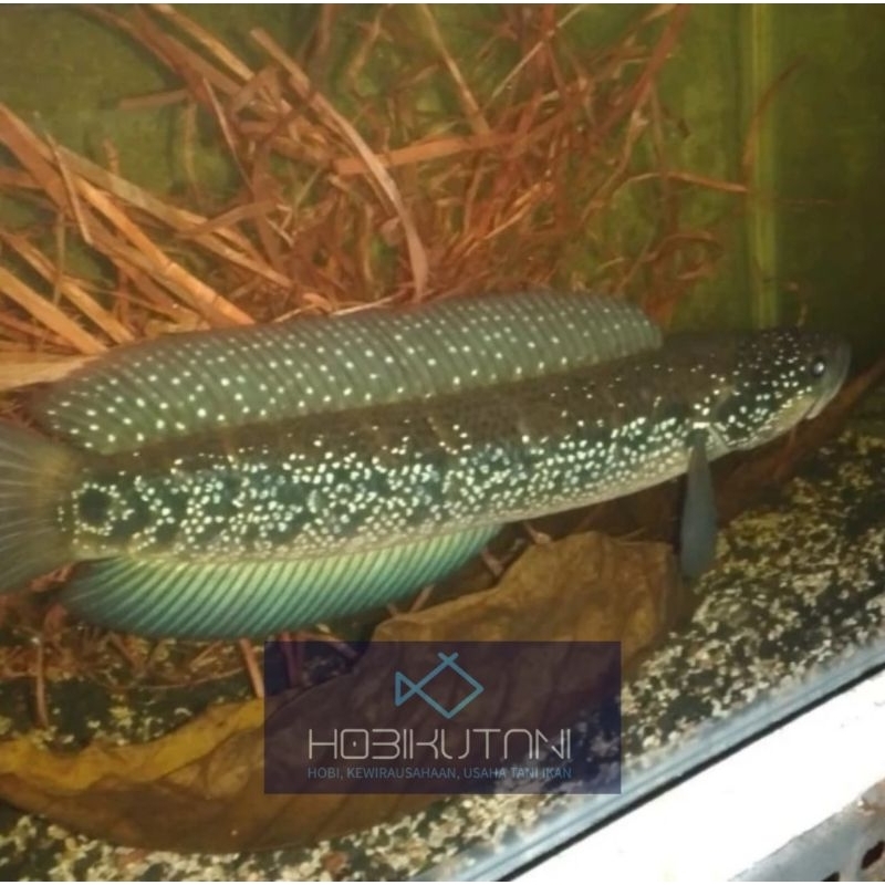 satu pair channa asiatica ws full spot proven