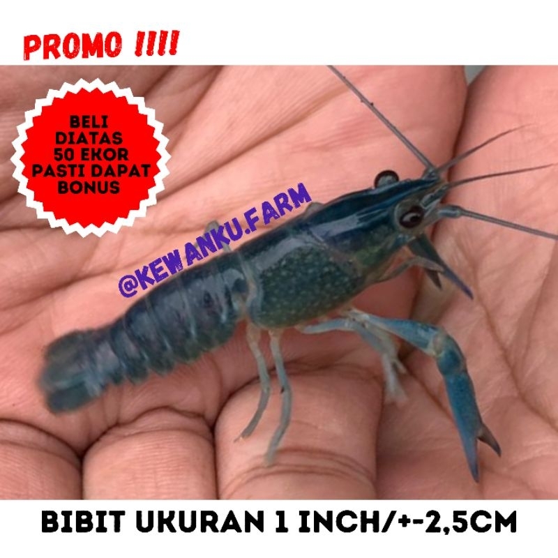 

Gambar Bibit Lobster Air Tawar Konsumsi Red Claw Grade A Ukuran 1 INCH