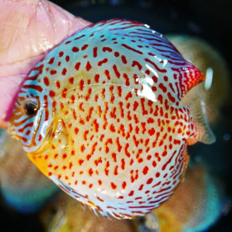 discus Mozaik rainbow 3cm