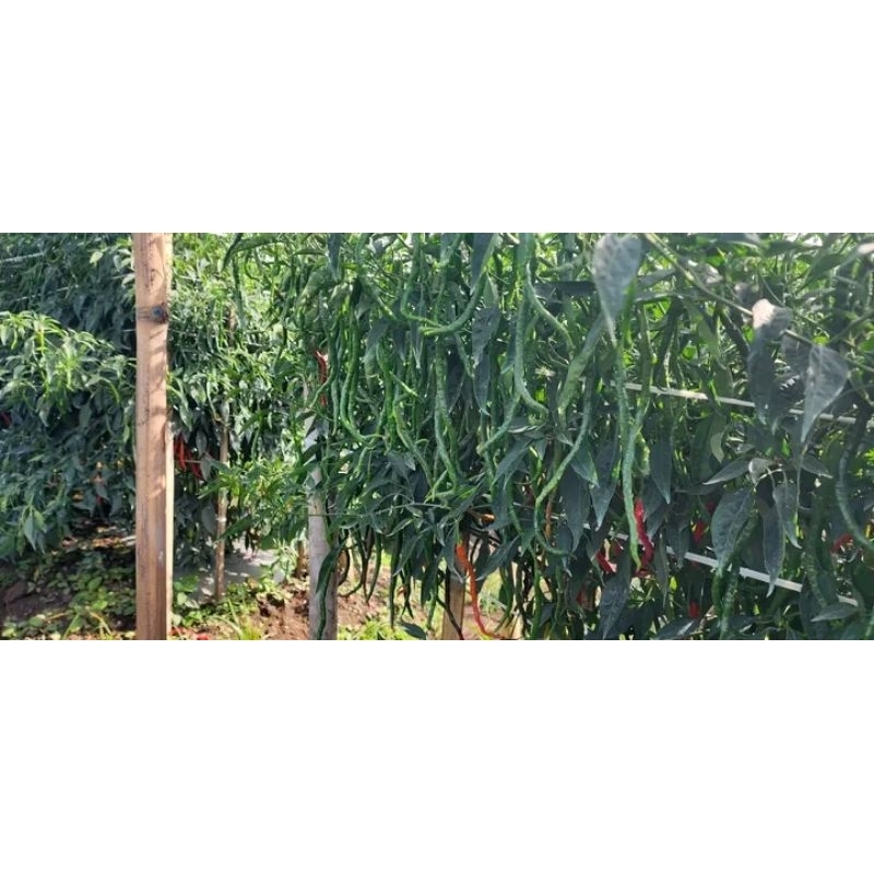 BIBIT CABE LOKAL SIBORAS ISI 10grm