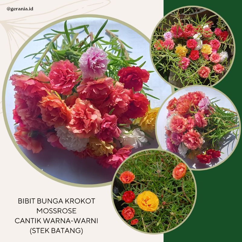 Bibit bunga mossrose isi 50 batang