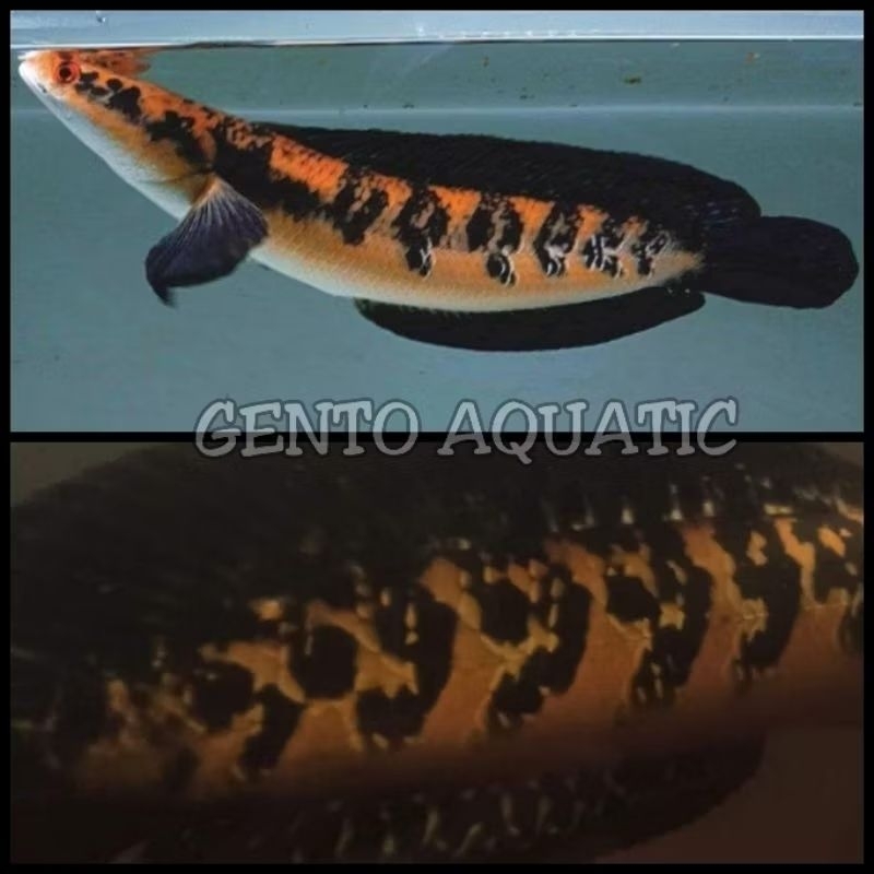 +sticker MARU YELLOW SENTARUM YS Kontes batik