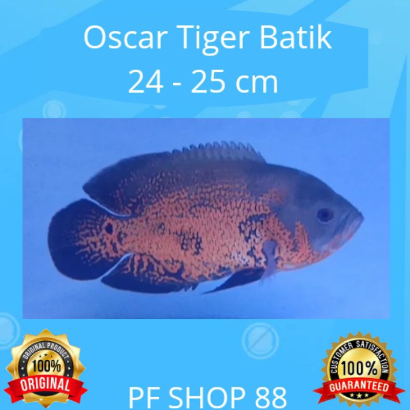 Ikan Hias Oscar Tiger Batik Jumbo 24 - 25 cm