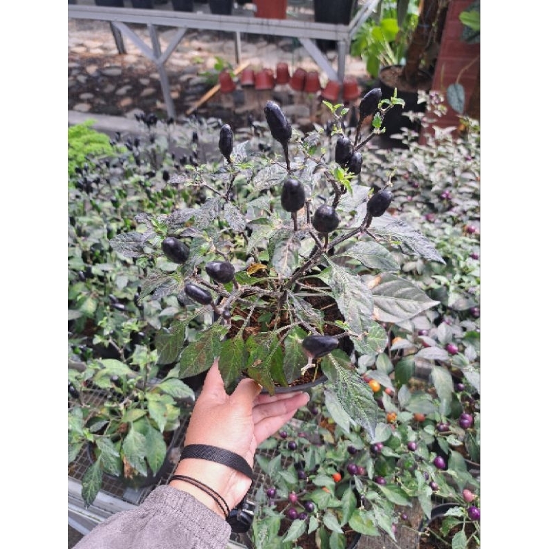 

BLACK CHILI / CABE HITAM / CABE PELANGI