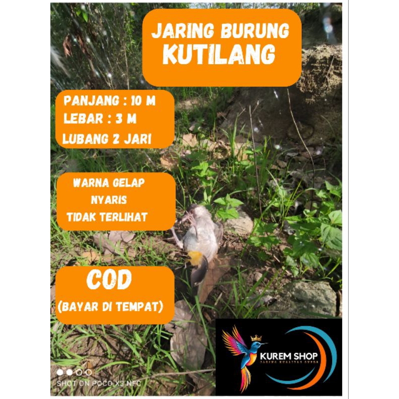 jaring Burung kutilang