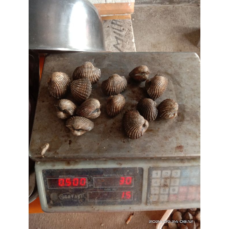 

kerang dara besar