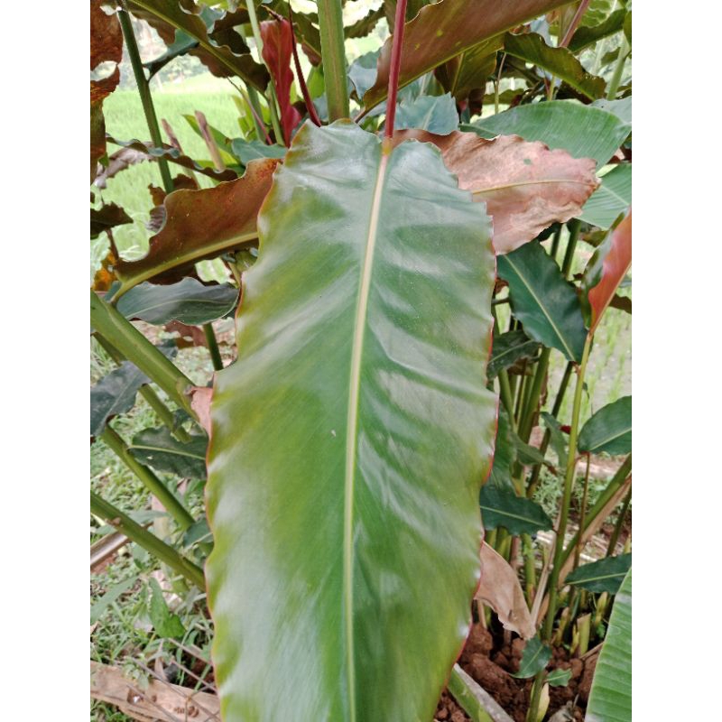 

DAUN KECOMBRANG/HONJE SEGAR 500GRAM