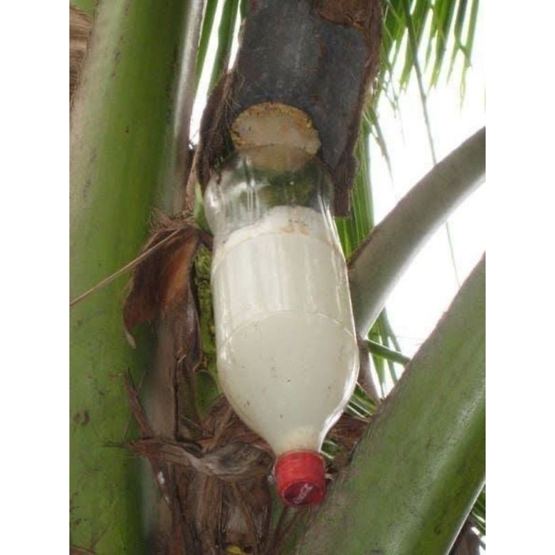 

air nira asli 100% ( lahang ) tanpa campuran 1 liter