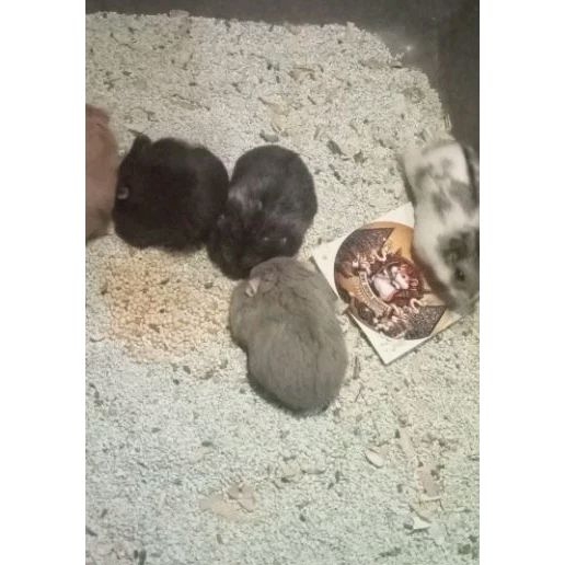 Hamster Campbell Betina Siap Kawin