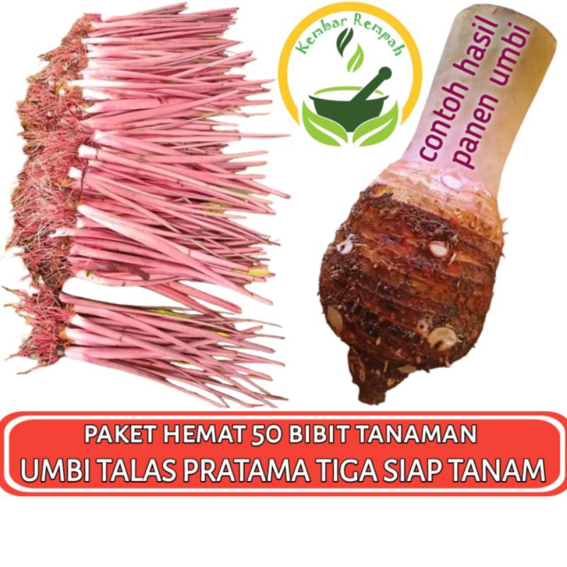 Paket Hemat 50 Bibit Tanaman Umbi Talas Pratama Tiga Original Siap Tanam